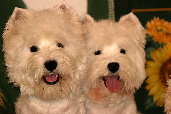 Come allevare un westie