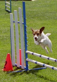 agility