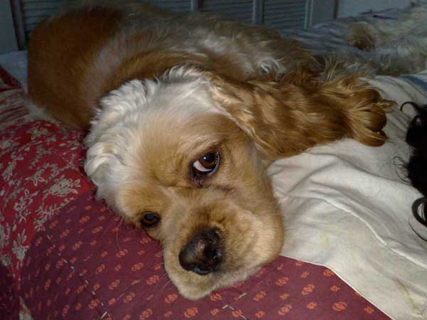 Come allevare l'americano