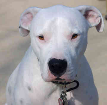 Taglio di orecchie dogo argentino