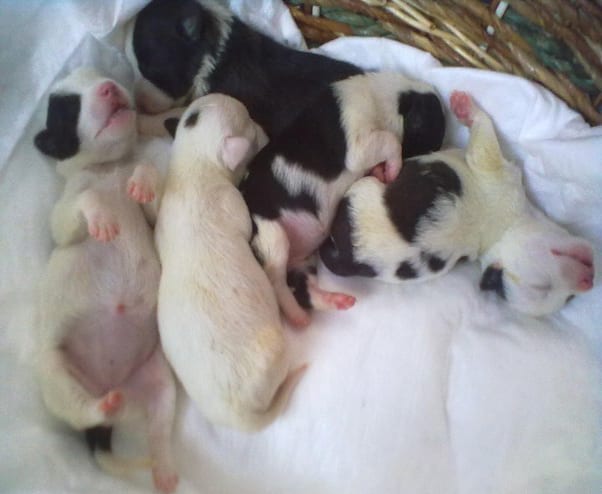 Come gestire cuccioli appena nati