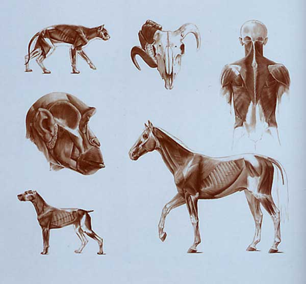 Schema muscolare del cavallo