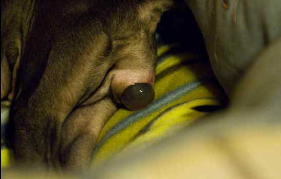 Come riconoscere tappo mucoso