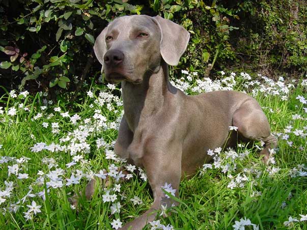 Come allevare un weimaraner