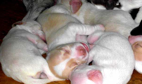 Come gestire cuccioli appena nati