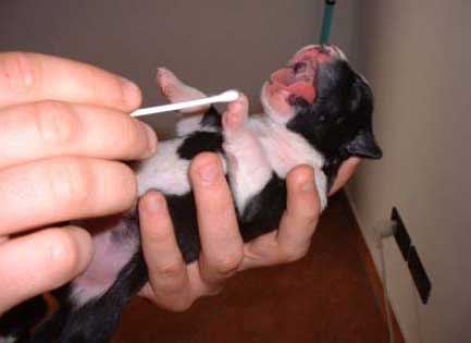 Come gestire cuccioli appena