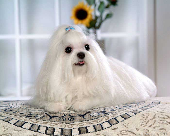 Come allevare maltese