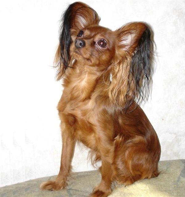 Come allevare yorkshire toy