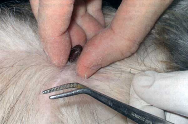 Come riconoscere zecca