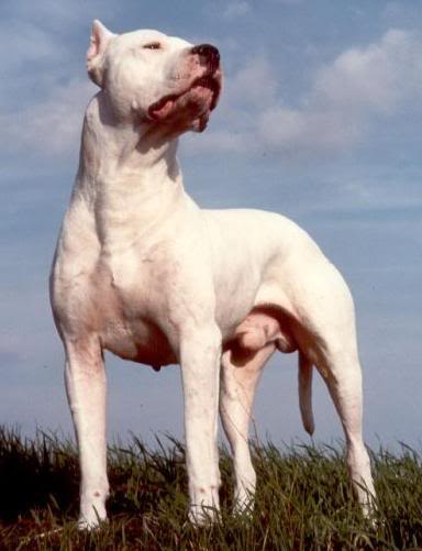 Taglio di orecchie dogo argentino