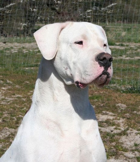 di orecchie dogo argentino